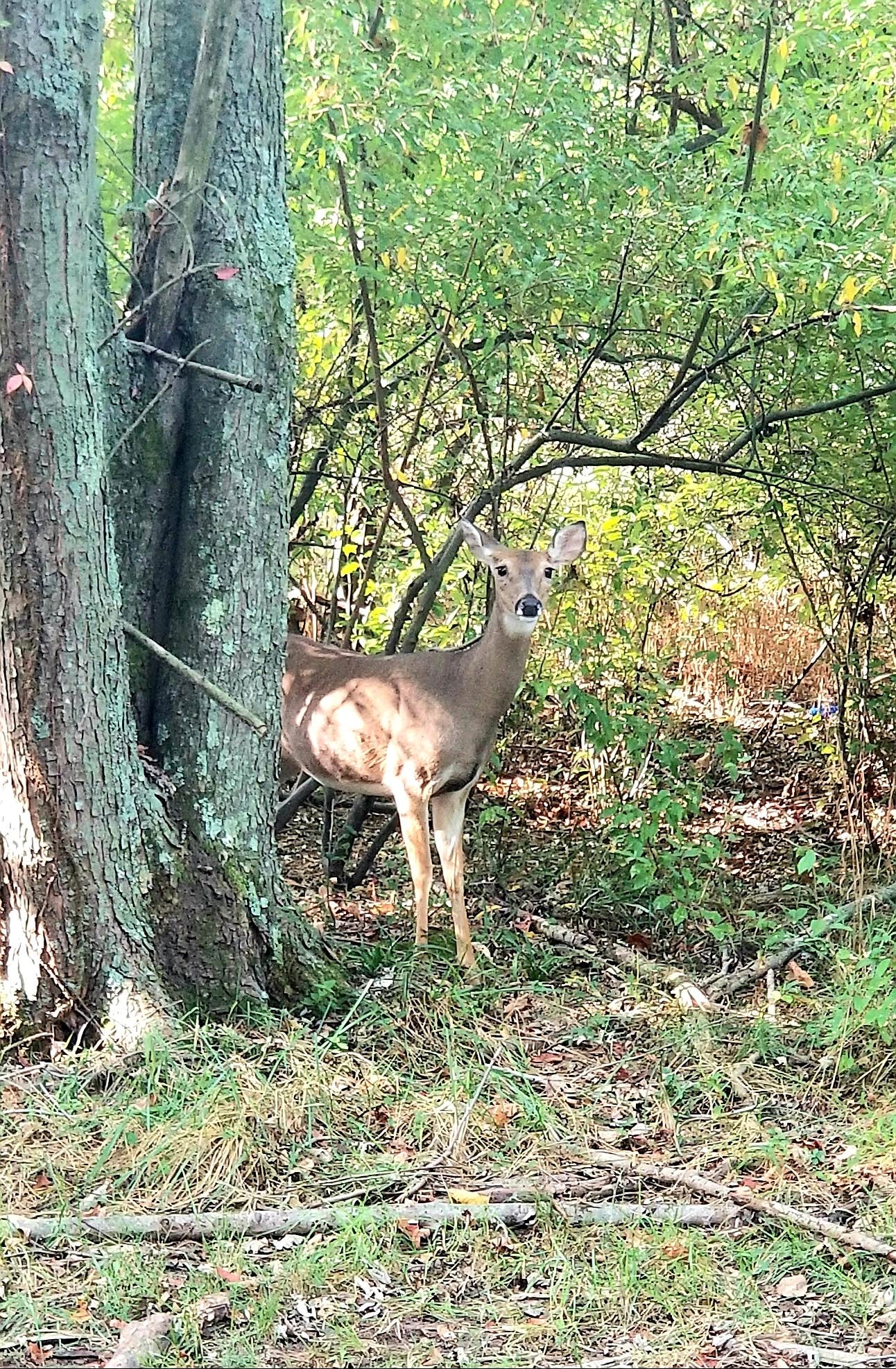 Camper submitted image from Wayne Fitzgerrell State Park Campground - 5