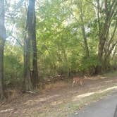 Review photo of Wayne Fitzgerrell State Park Campground by Tina J., September 22, 2020
