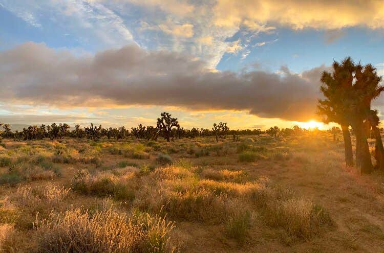 Camper submitted image from Joshua Tree Ranch Los Angeles - 2