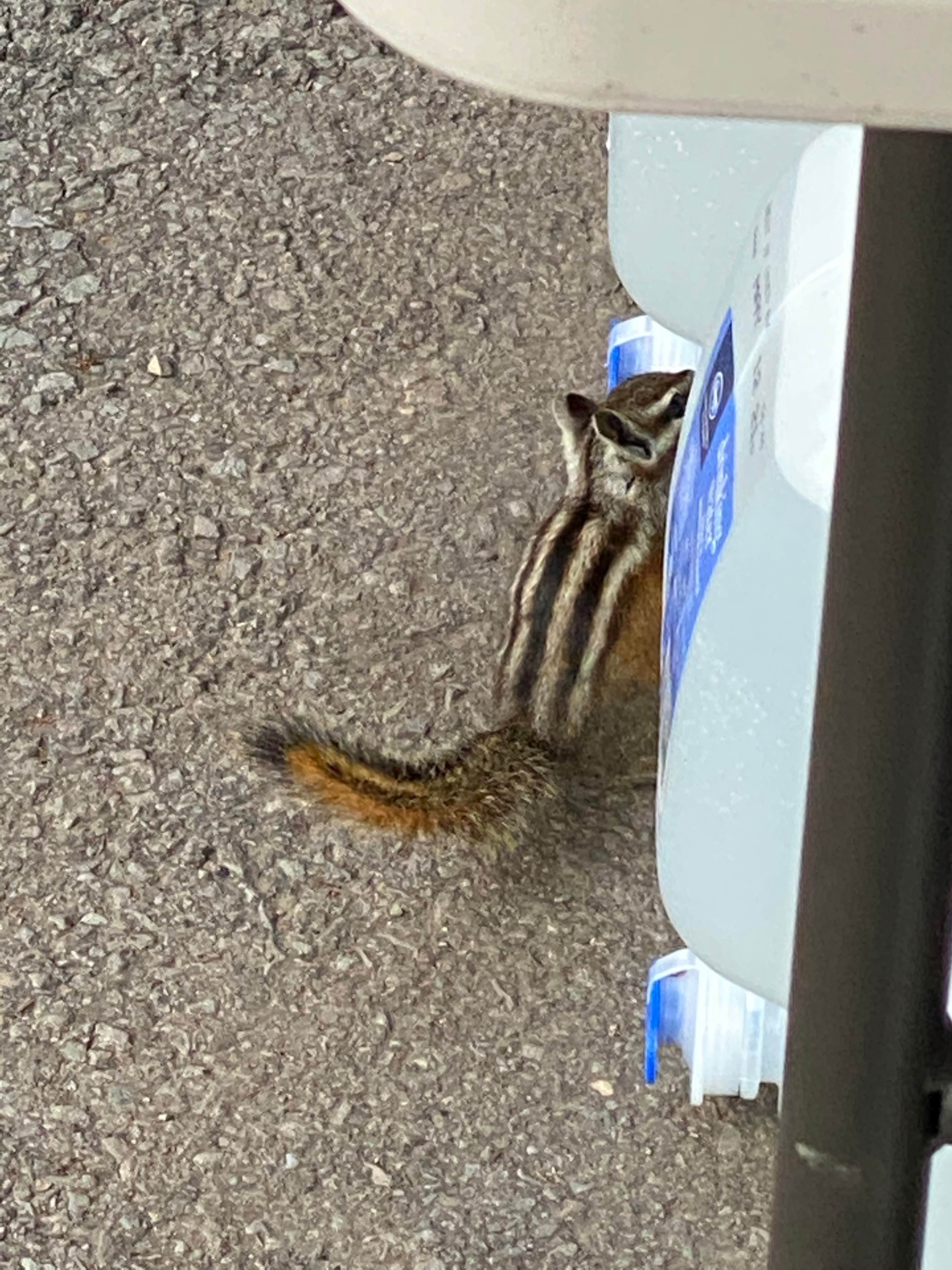 Renee  H.'s photo of camping with pets at Rainbow (AZ) near Show Low, AZ
