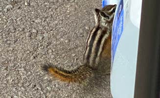 Renee  H.'s photo of camping with pets at Rainbow (AZ) near Alpine, AZ