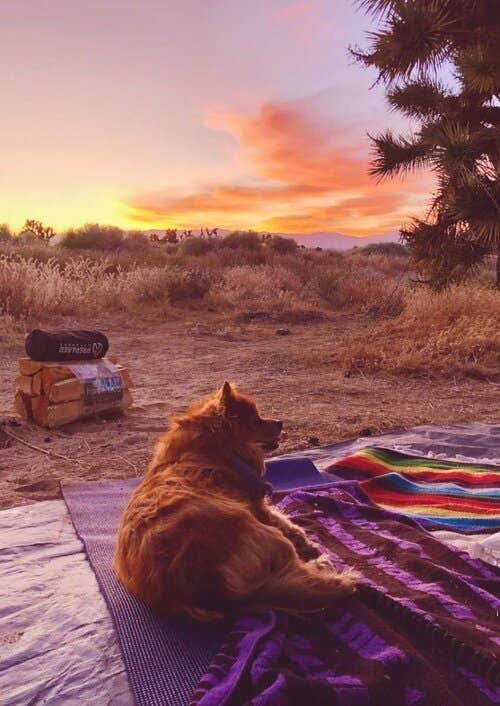 Levi P.'s photo of camping with pets at Joshua Tree Ranch Los Angeles near Acton, CA