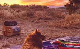 Levi P.'s photo of camping with pets at Joshua Tree Ranch Los Angeles near Angeles National Forest