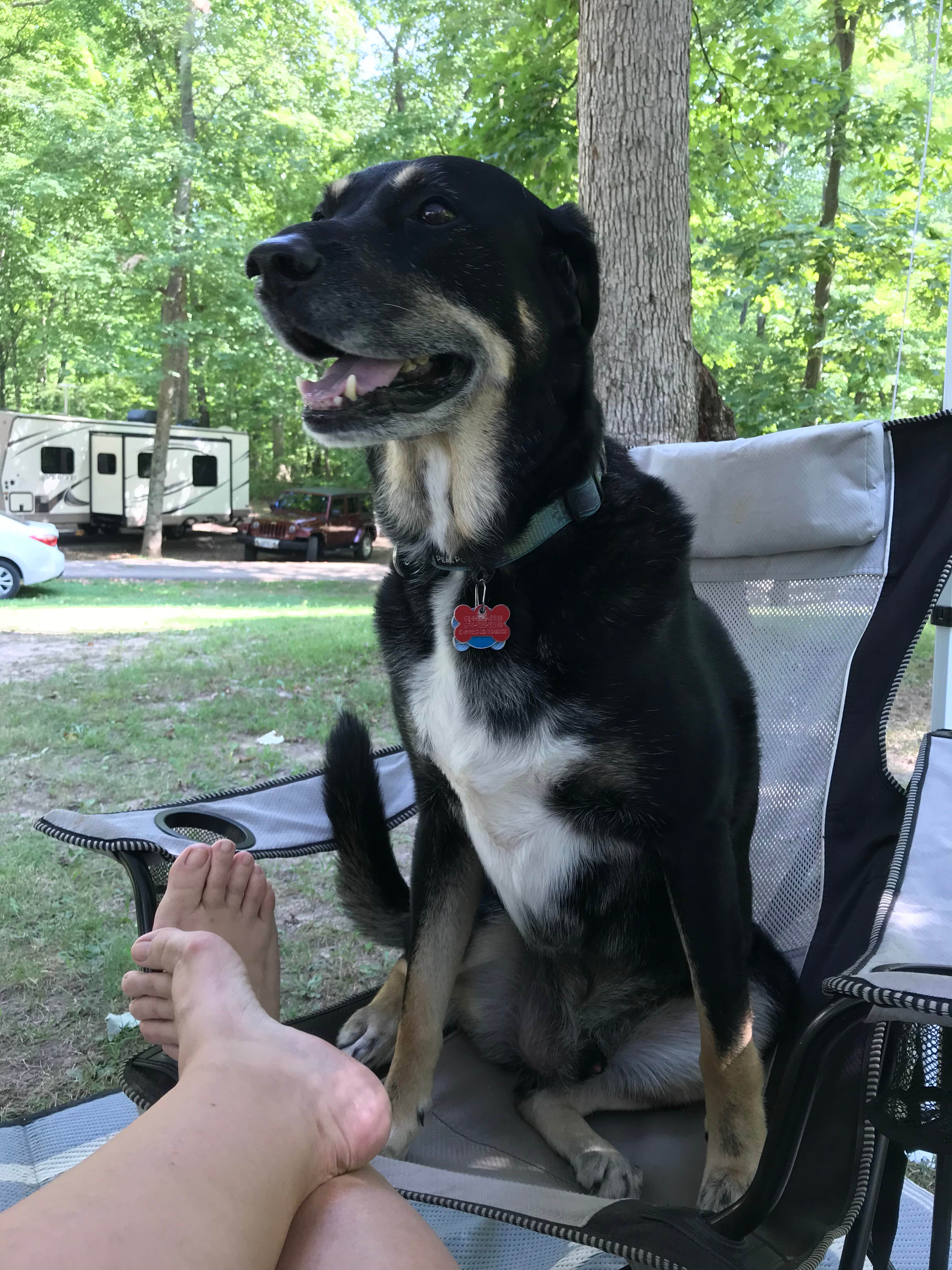 Shannon G.'s photo of camping with pets at A.W. Marion State Park Campground near Paint Creek Lake
