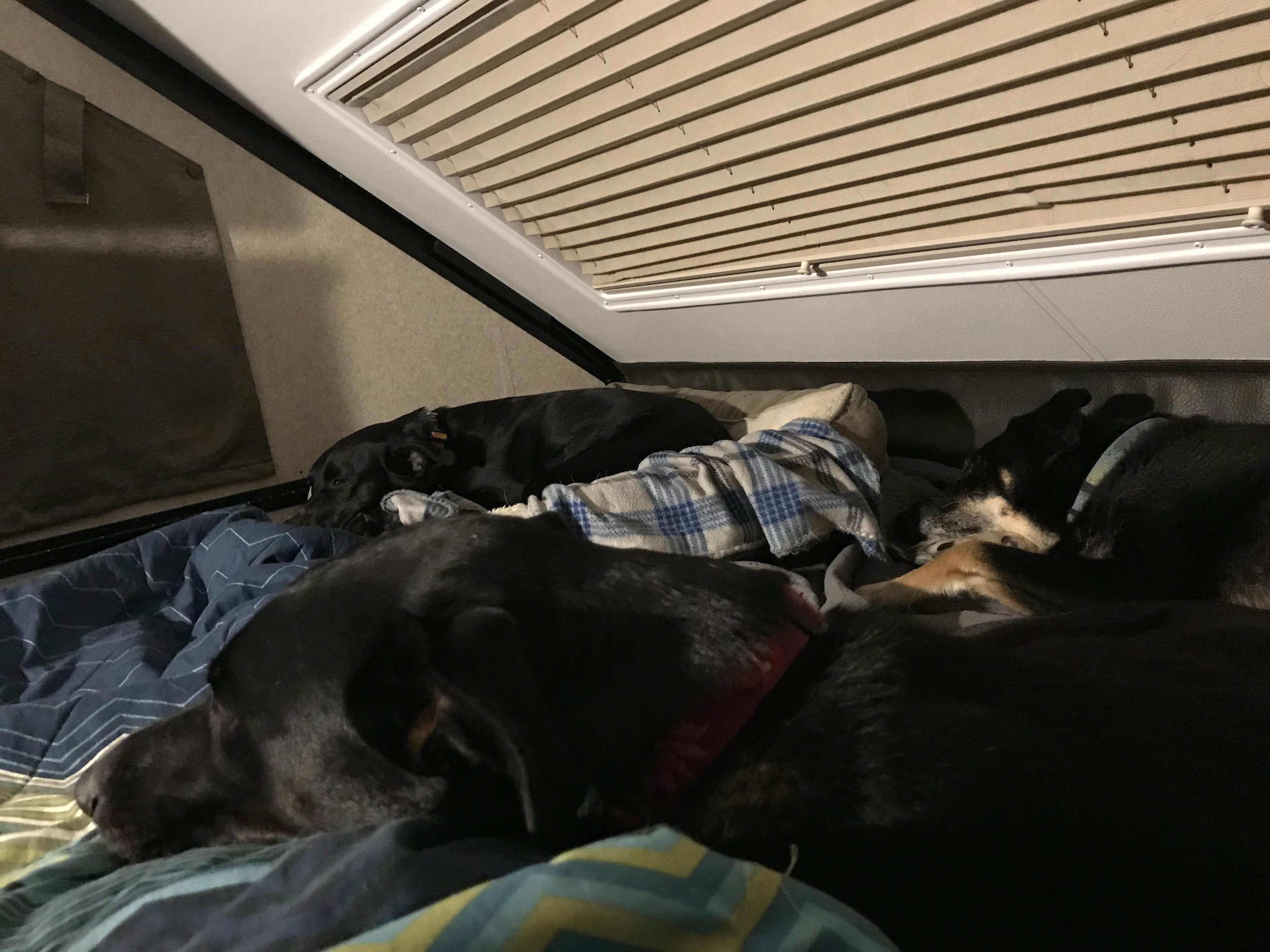 Shannon G.'s photo of camping with pets at A.W. Marion State Park Campground near Dublin, OH
