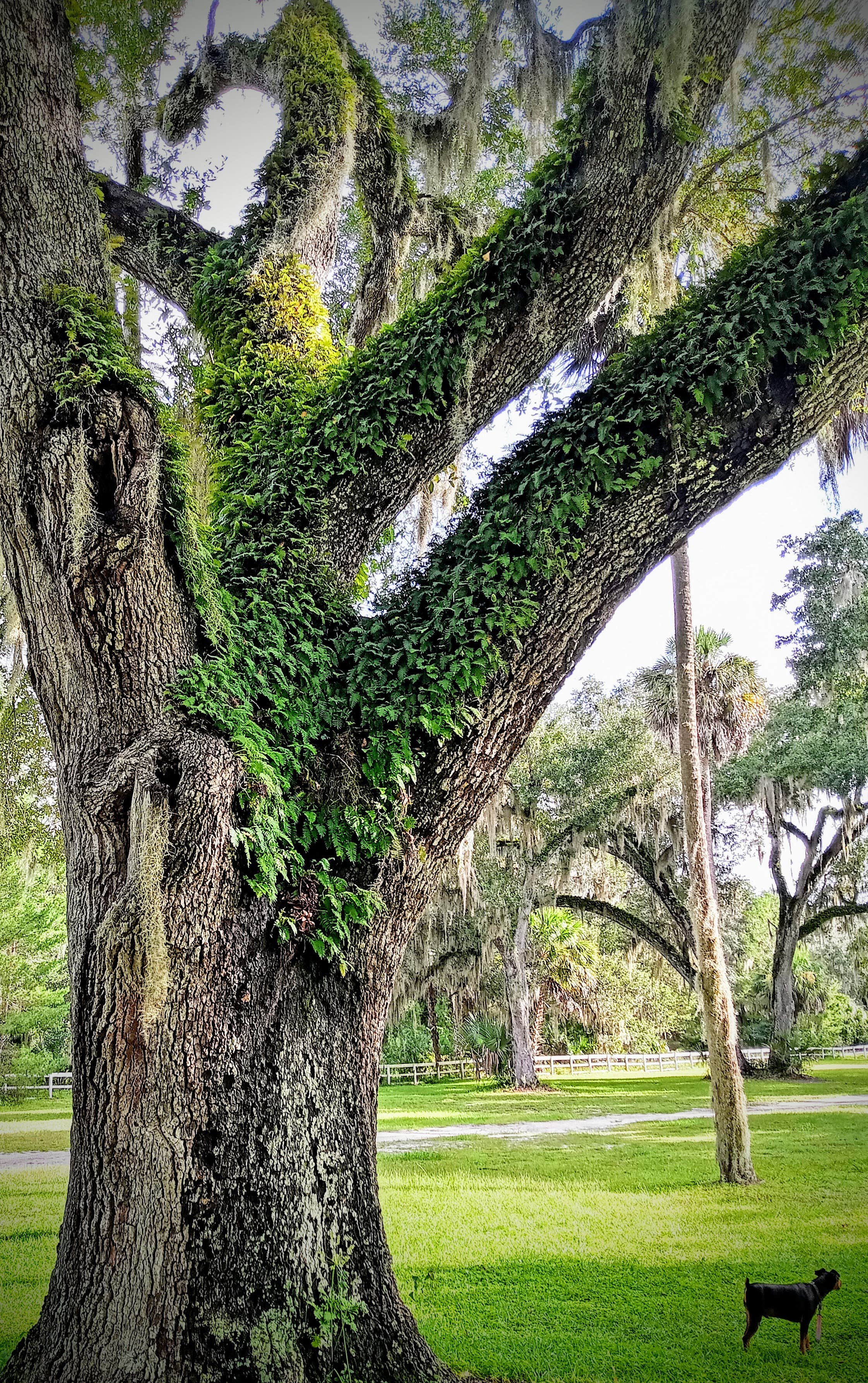 Rob D.'s photo of camping with pets at Encore Bulow RV near Palm Coast, FL