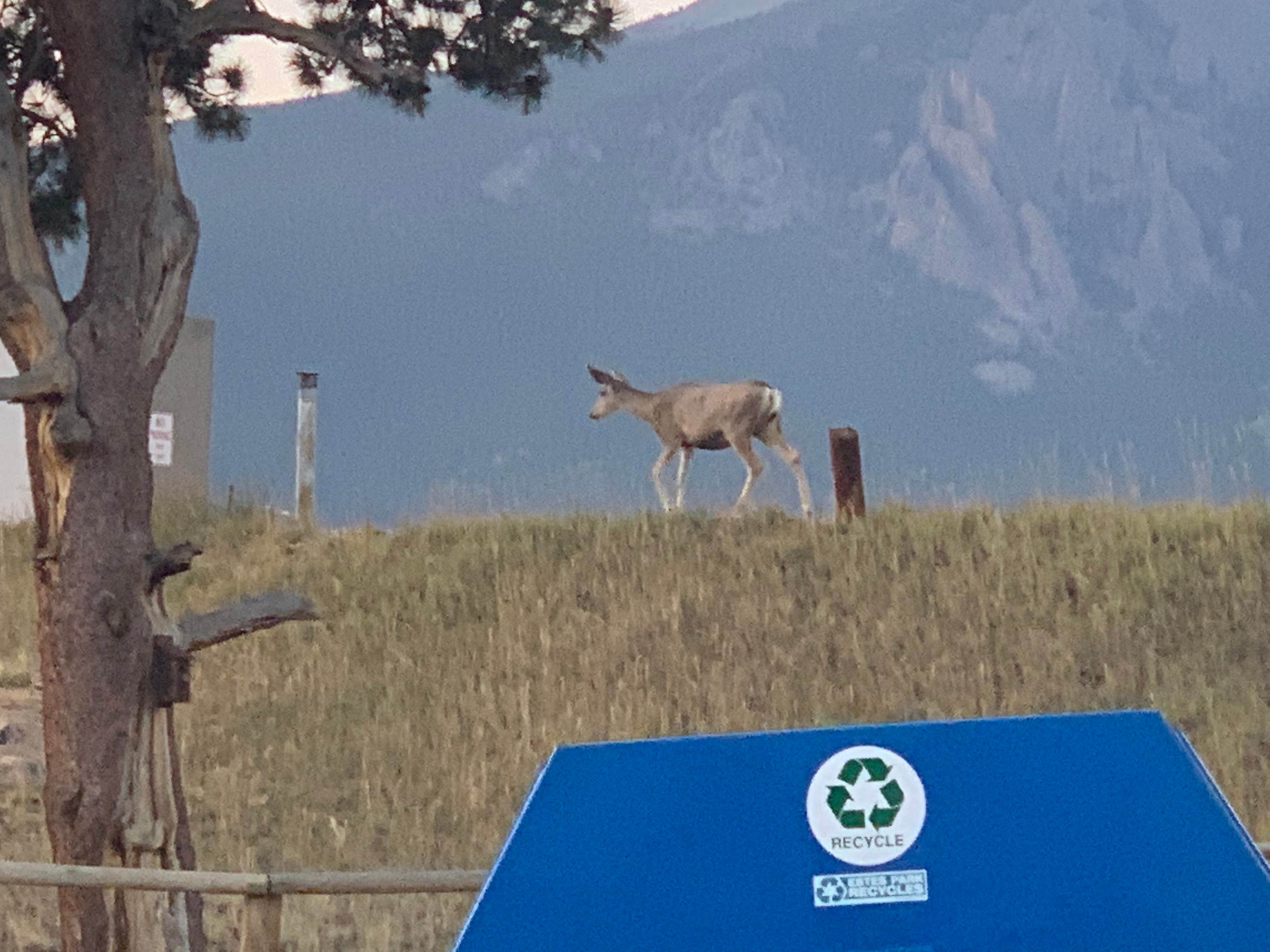 Camper-submitted photo at Estes Park Campground at Mary's Lake near Hygiene, CO