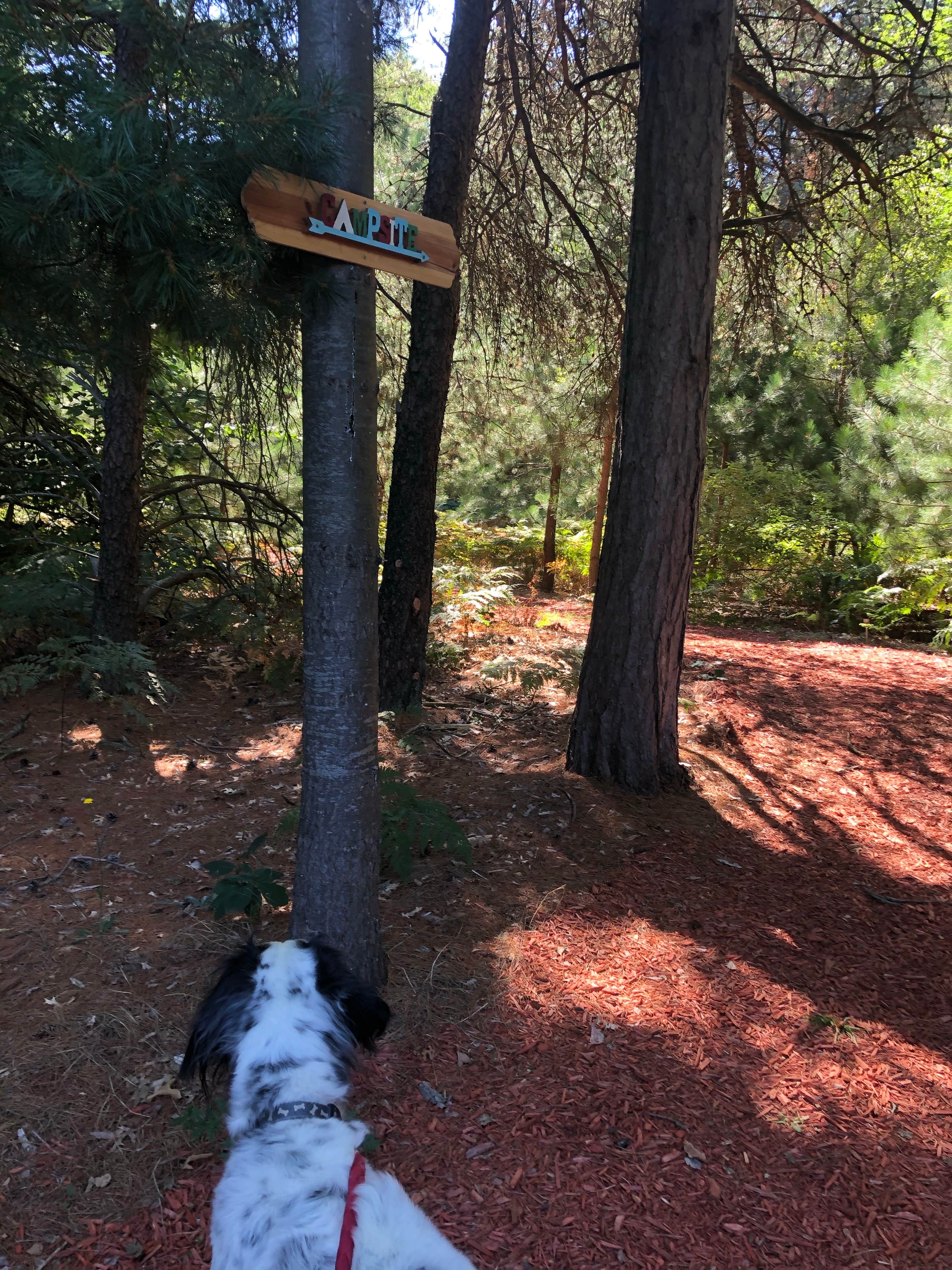 Shelly B.'s photo of camping with pets at Pine Meadows near Evart, MI