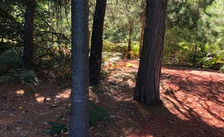 Shelly B.'s photo of camping with pets at Pine Meadows near Evart, MI