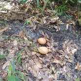 Review photo of Kathryn Abbey Hanna Park by L O., September 23, 2020