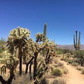 Review photo of Catalina State Park Campground by Carly E., May 17, 2018
