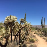 Review photo of Catalina State Park Campground by Carly E., May 17, 2018