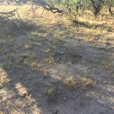 Review photo of Catalina State Park Campground by Carly E., May 17, 2018