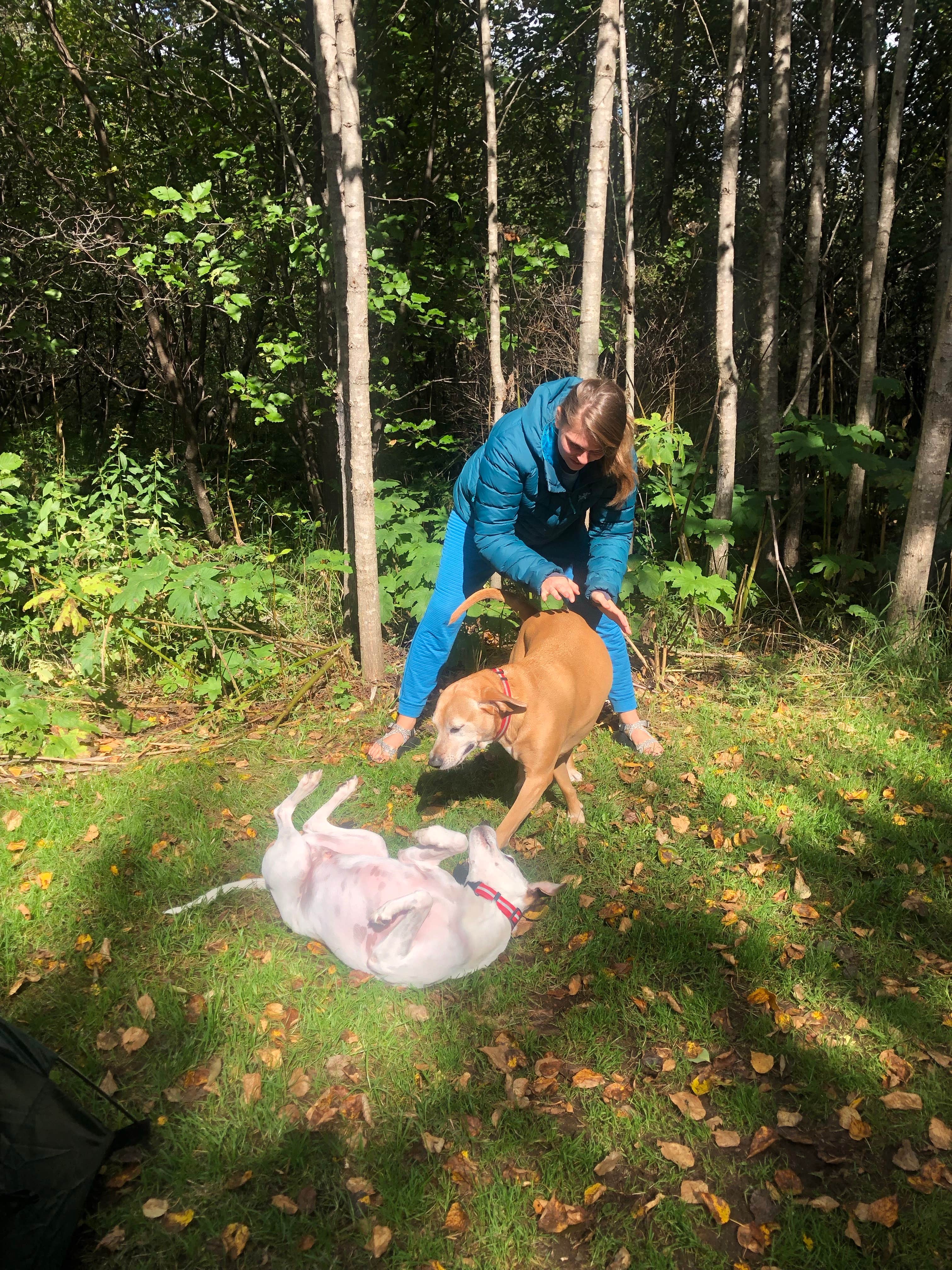 Jennifer H.'s photo of camping with pets at Lake Superior Cart-in Campground — Tettegouche State Park near Schroeder, MN