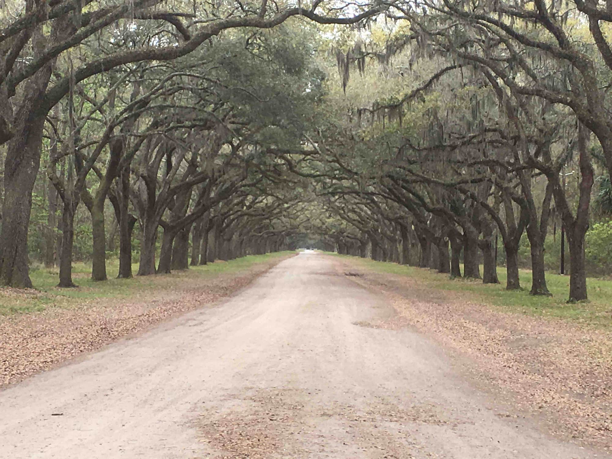 tree-lined sandy path along the georgia coast