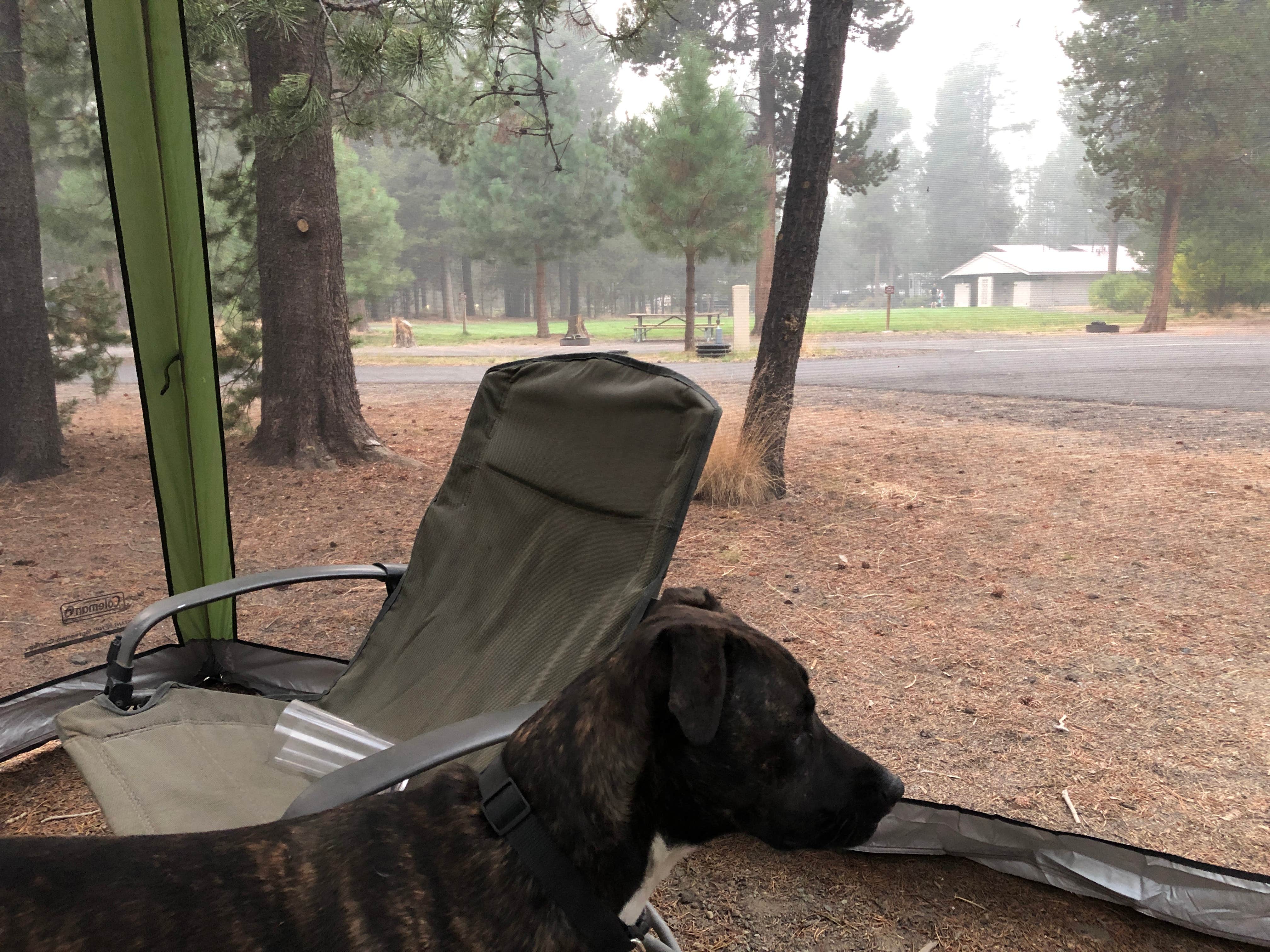 Kevin H.'s photo of camping with pets at LaPine State Park Campground near Bend, OR