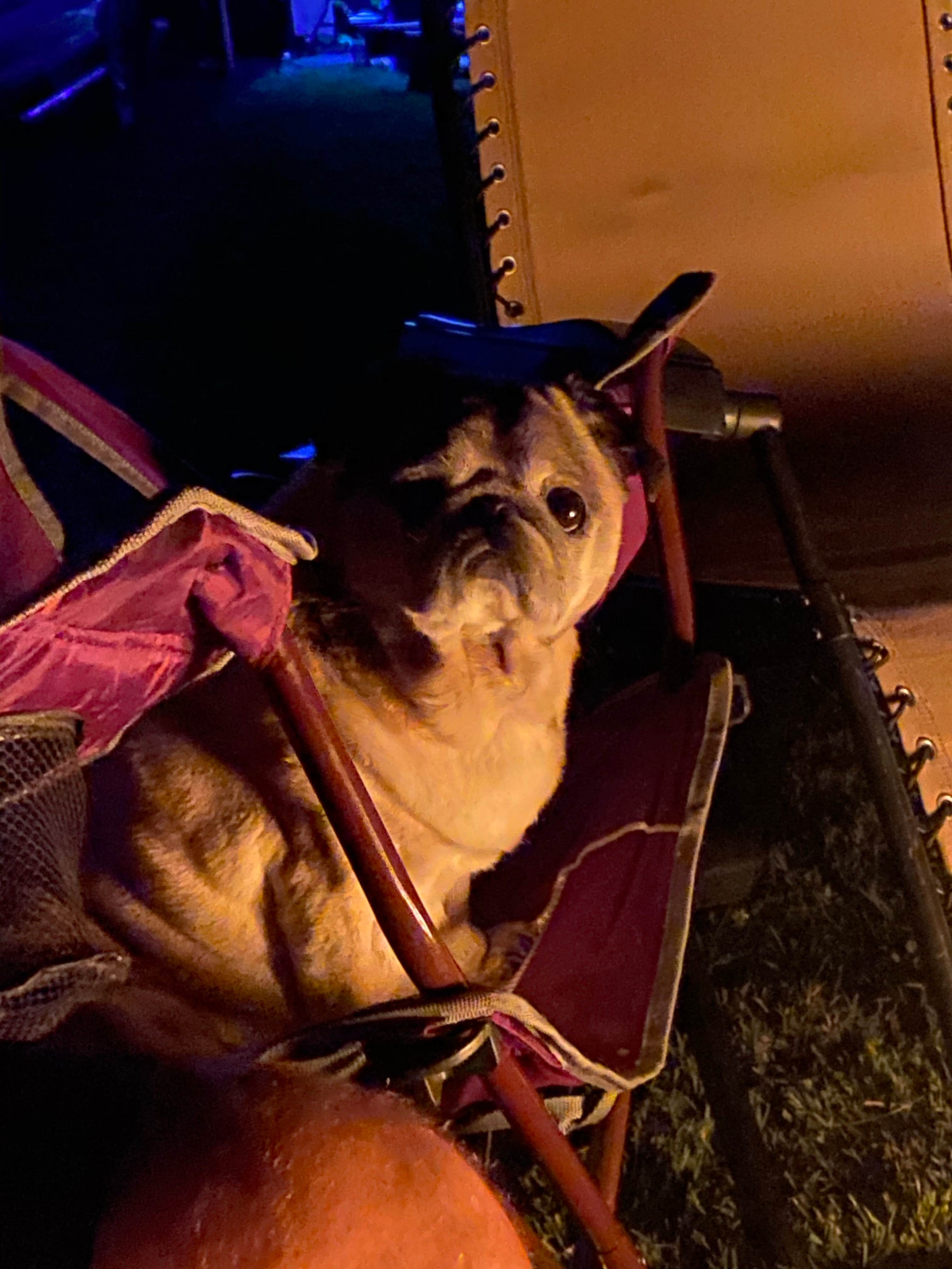 Beth G.'s photo of camping with pets at Wilderness Campground near New Boston, MI