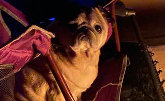 Beth G.'s photo of camping with pets at Wilderness Campground near Swanton, OH