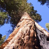 Review photo of North Grove Campground — Calaveras Big Trees State Park by Michael I., May 18, 2018