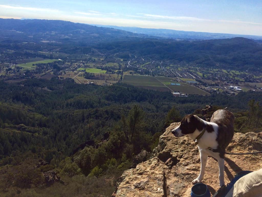 Michael I.'s photo of camping with pets at Sugarloaf Ridge State Park Campground near Winters, CA