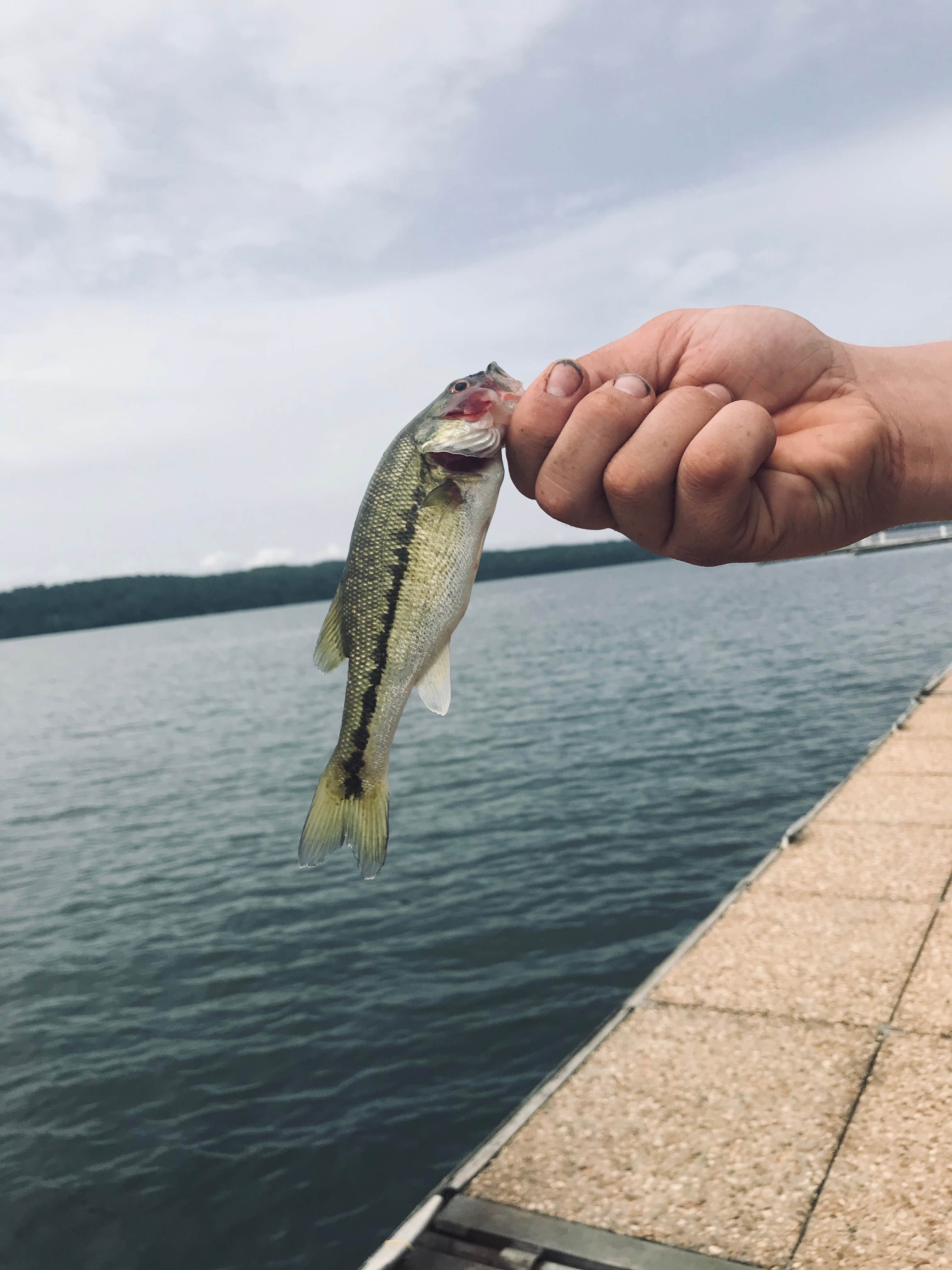 Camper-submitted photo at Lake Guntersville State Park Campground in Alabama