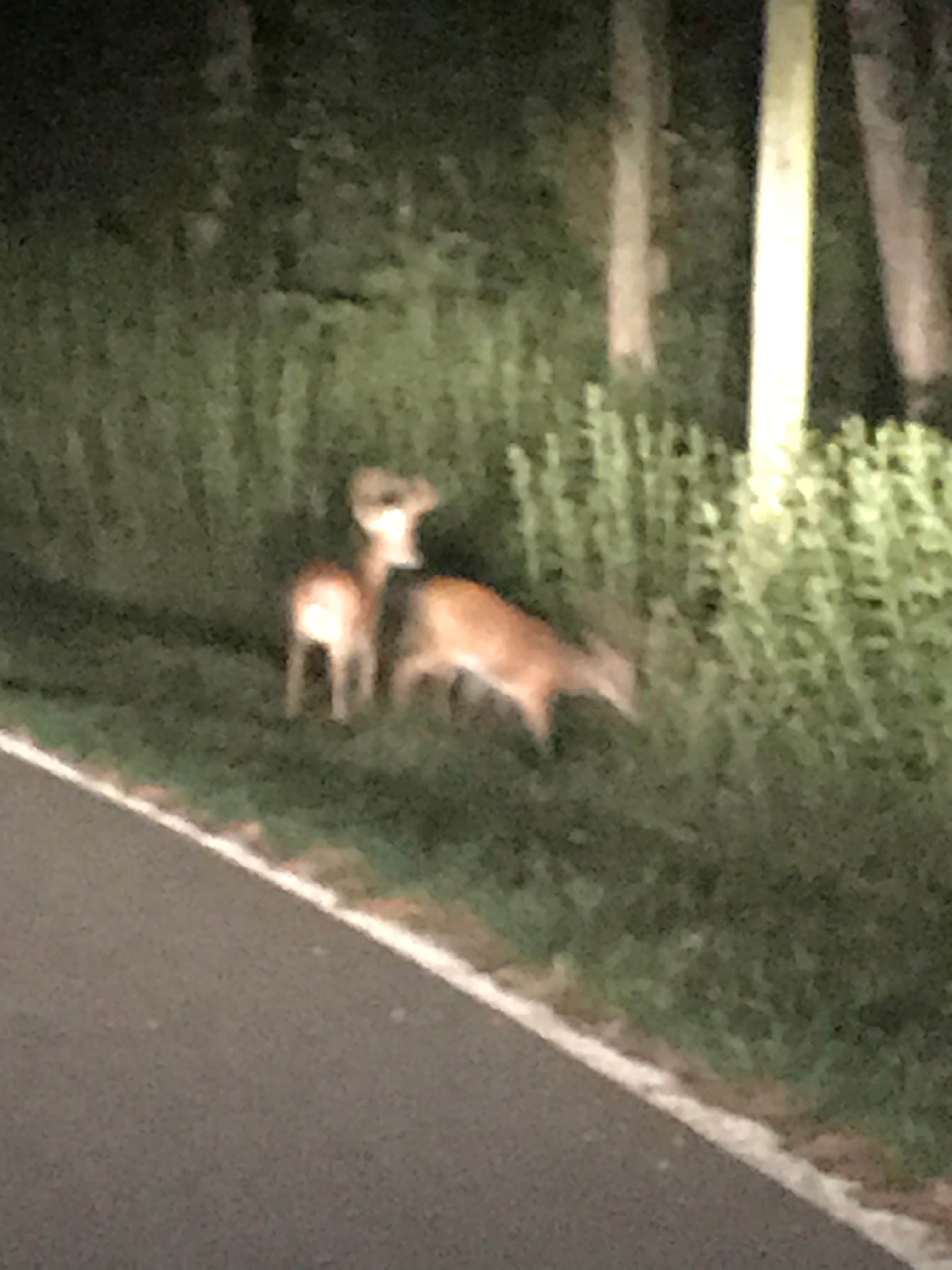 Tina  F.'s photo of camping with pets at Lake Guntersville State Park Campground near Baileyton, AL