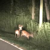 Review photo of Lake Guntersville State Park Campground by Tina  F., September 24, 2020