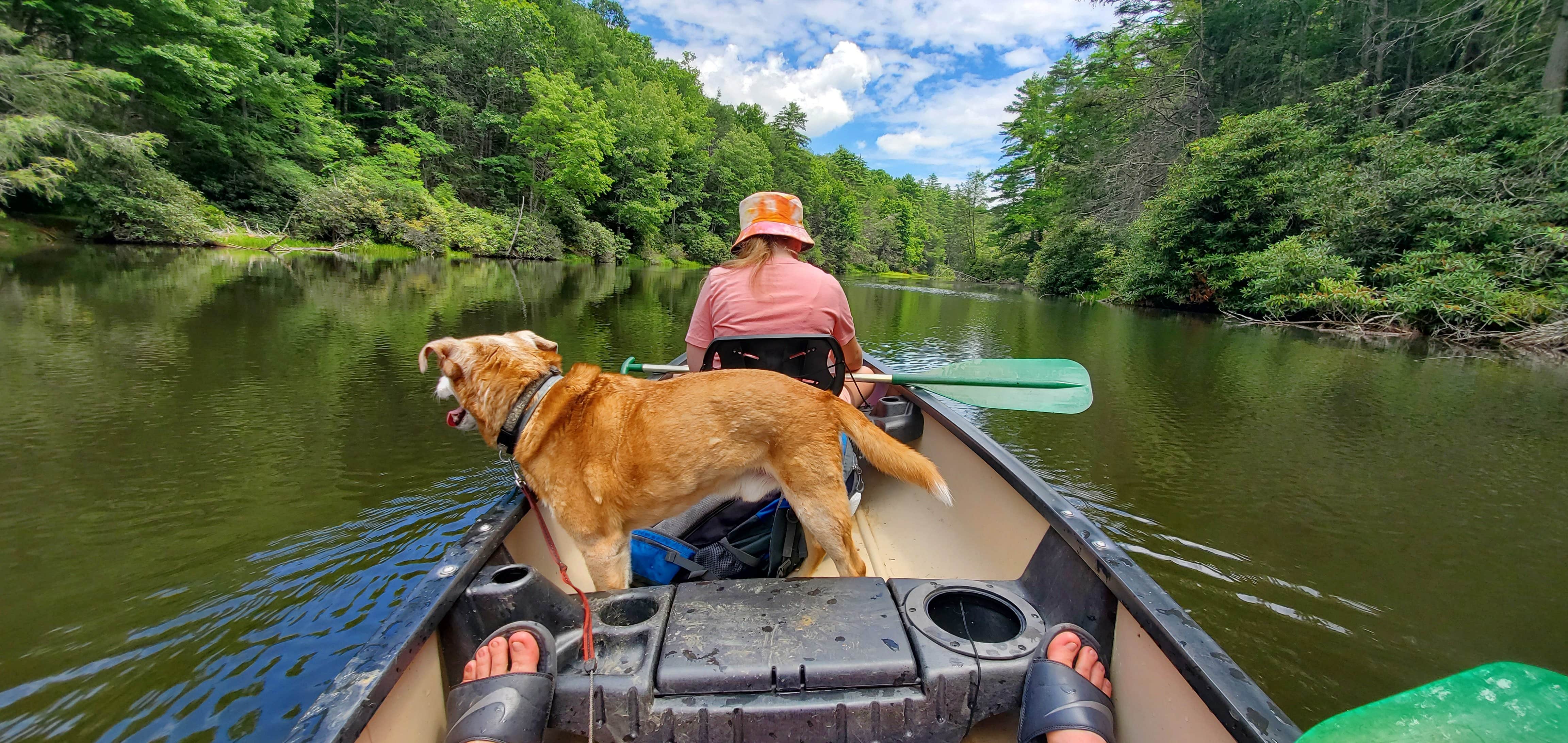 Mike C.'s photo of camping with pets at Seneca State Forest near Cass, WV