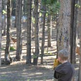 Review photo of Canyon Campground — Yellowstone National Park by Dorothy H., May 18, 2018