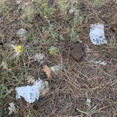 Review photo of Pumphouse Wash (FR 237) Dispersed Camping Area by Emelie G., September 24, 2020