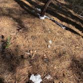 Review photo of Pumphouse Wash (FR 237) Dispersed Camping Area by Emelie G., September 24, 2020