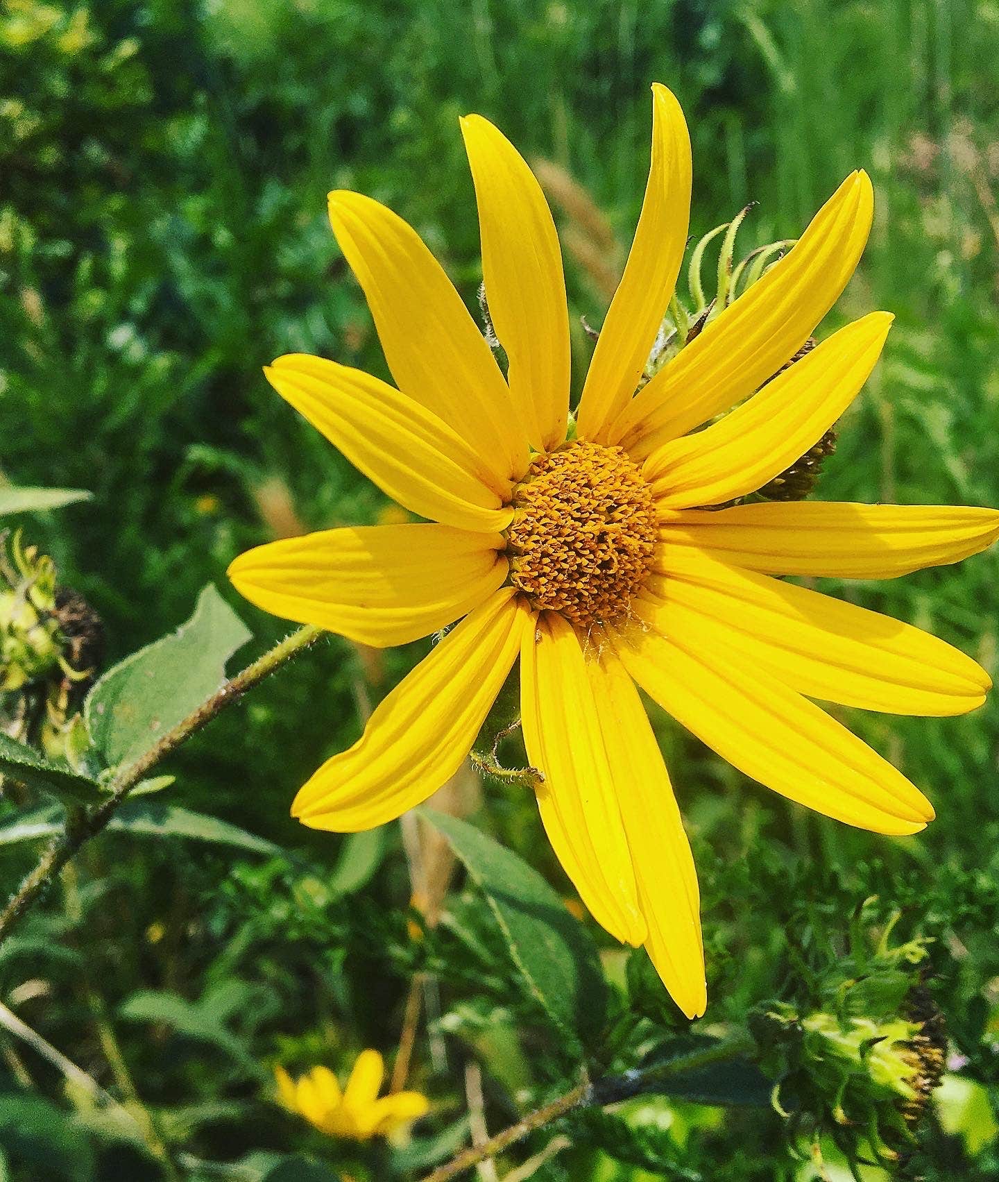 Camper-submitted photo at Red Oak Area - Okmulgee/Dripping Springs State Park near Wewoka, OK