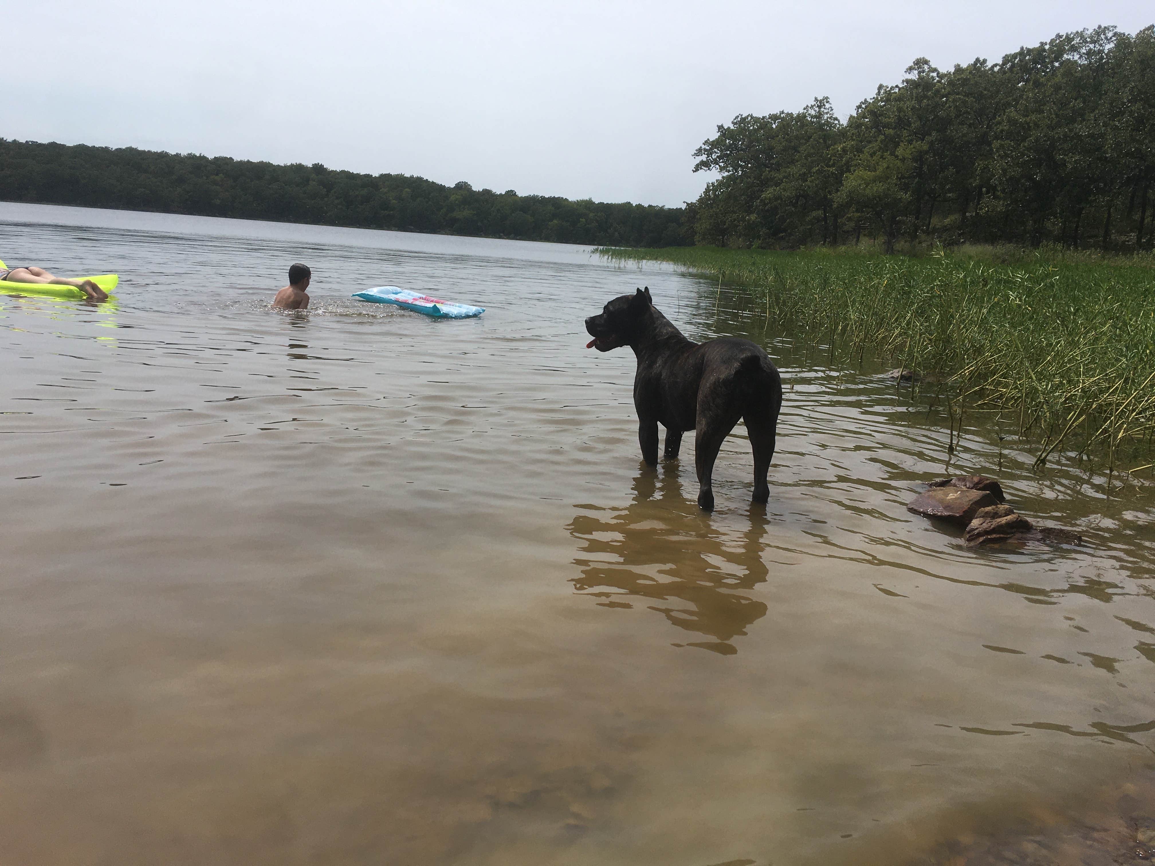 Jennifer D.'s photo of camping with pets at Red Oak Area - Okmulgee/Dripping Springs State Park near Eufaula Lake