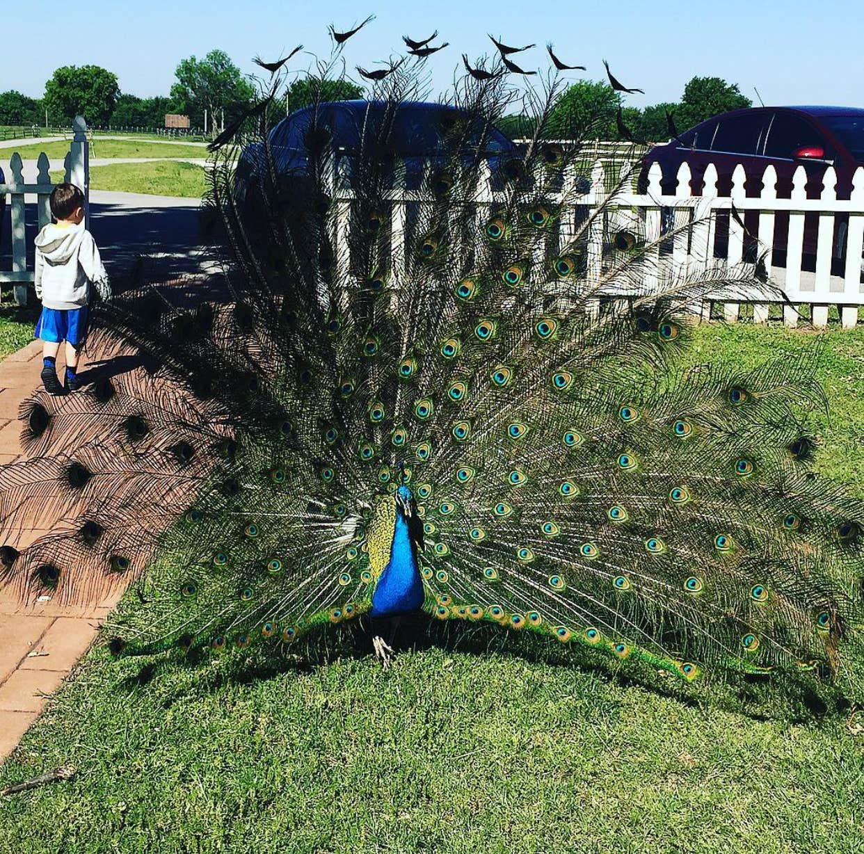 Camping near Christ Outpost RV Park: Dog Iron Ranch & Will Rogers Birthplace, Oologah, Oklahoma