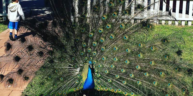 Camper submitted image from Dog Iron Ranch & Will Rogers Birthplace