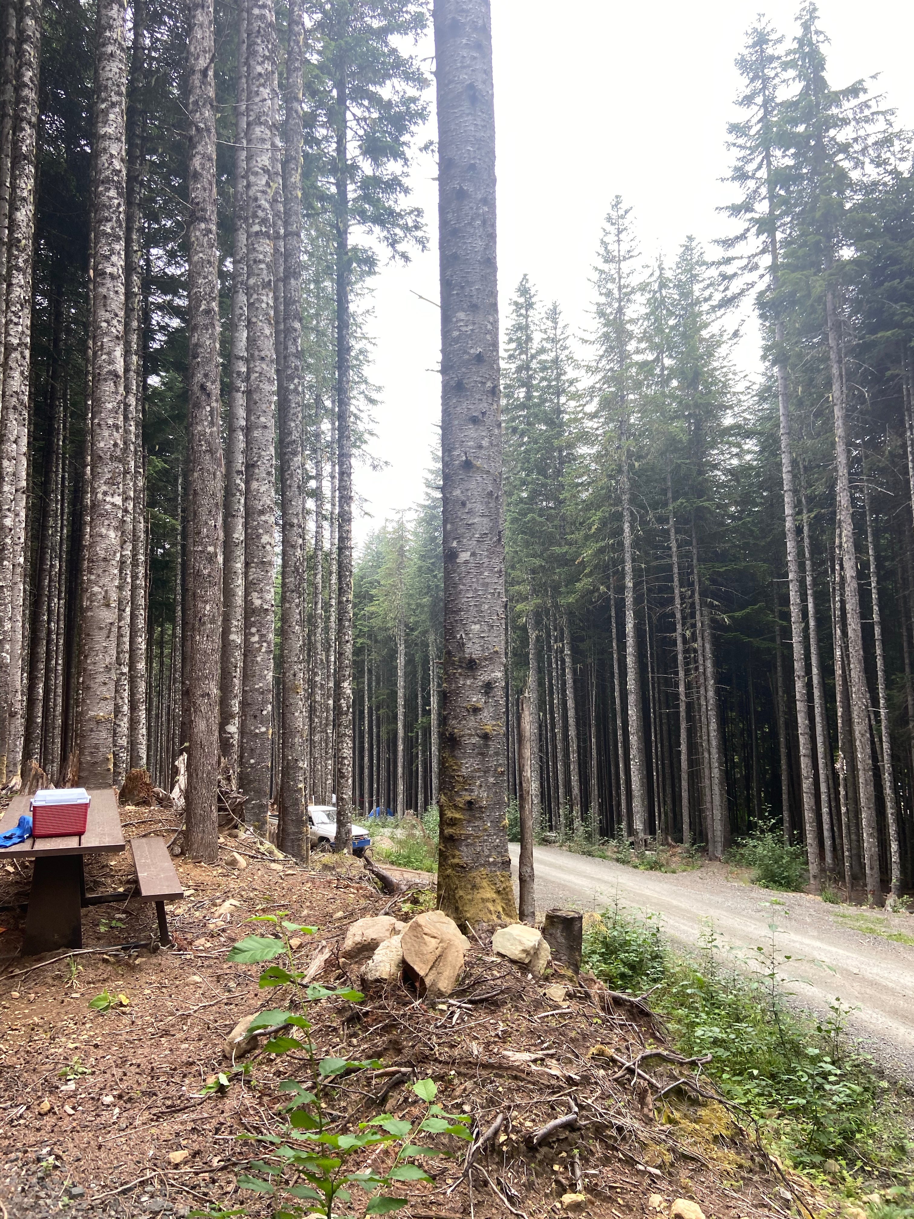 Camper submitted image from Evans Creek Campground - 3