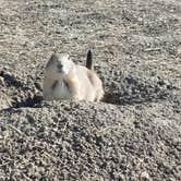 Review photo of Sage Creek Campground by Ryan , September 25, 2020