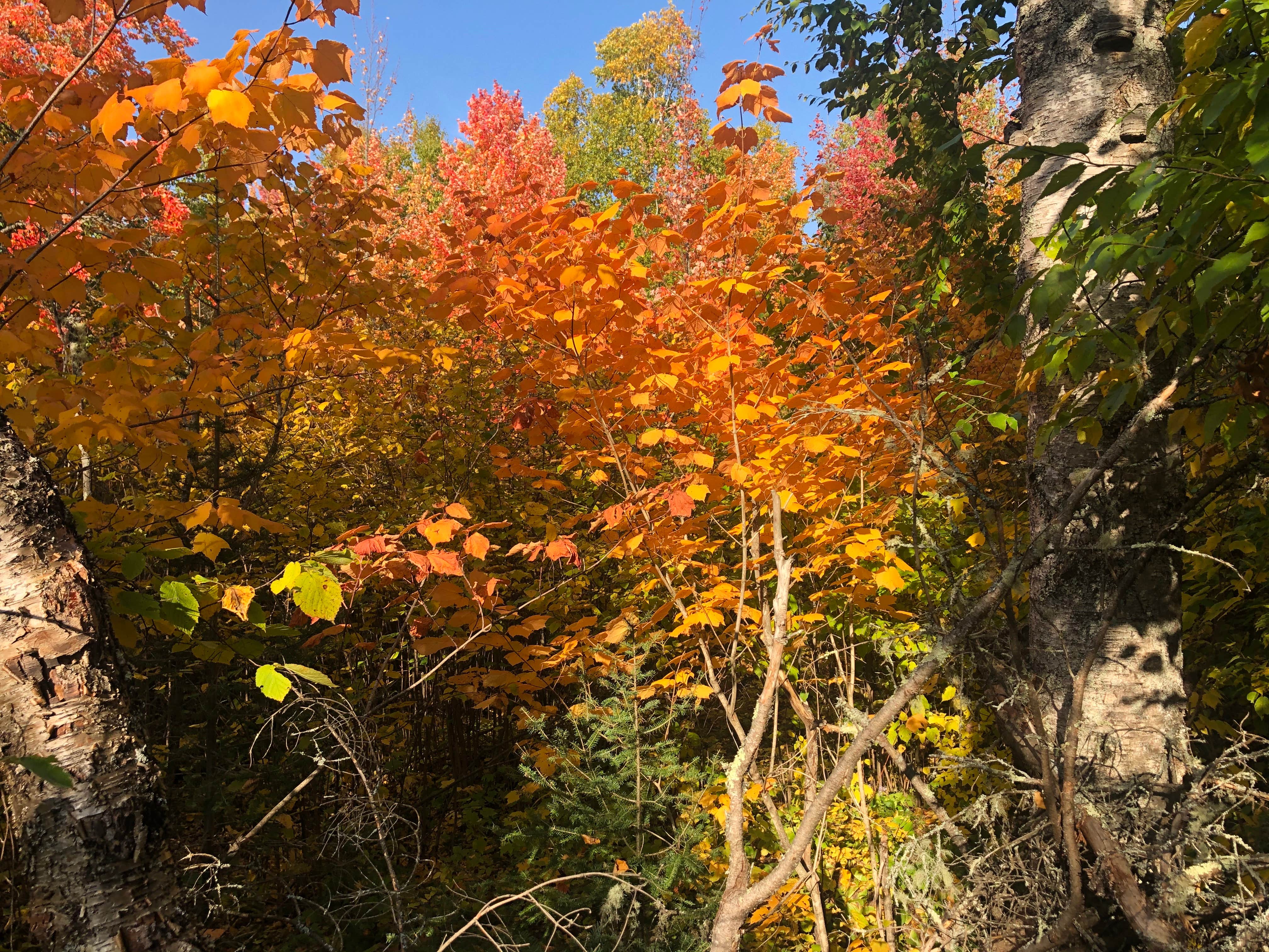 Camper-submitted photo at Canoe Country Campground and Cabins near Ely, MN