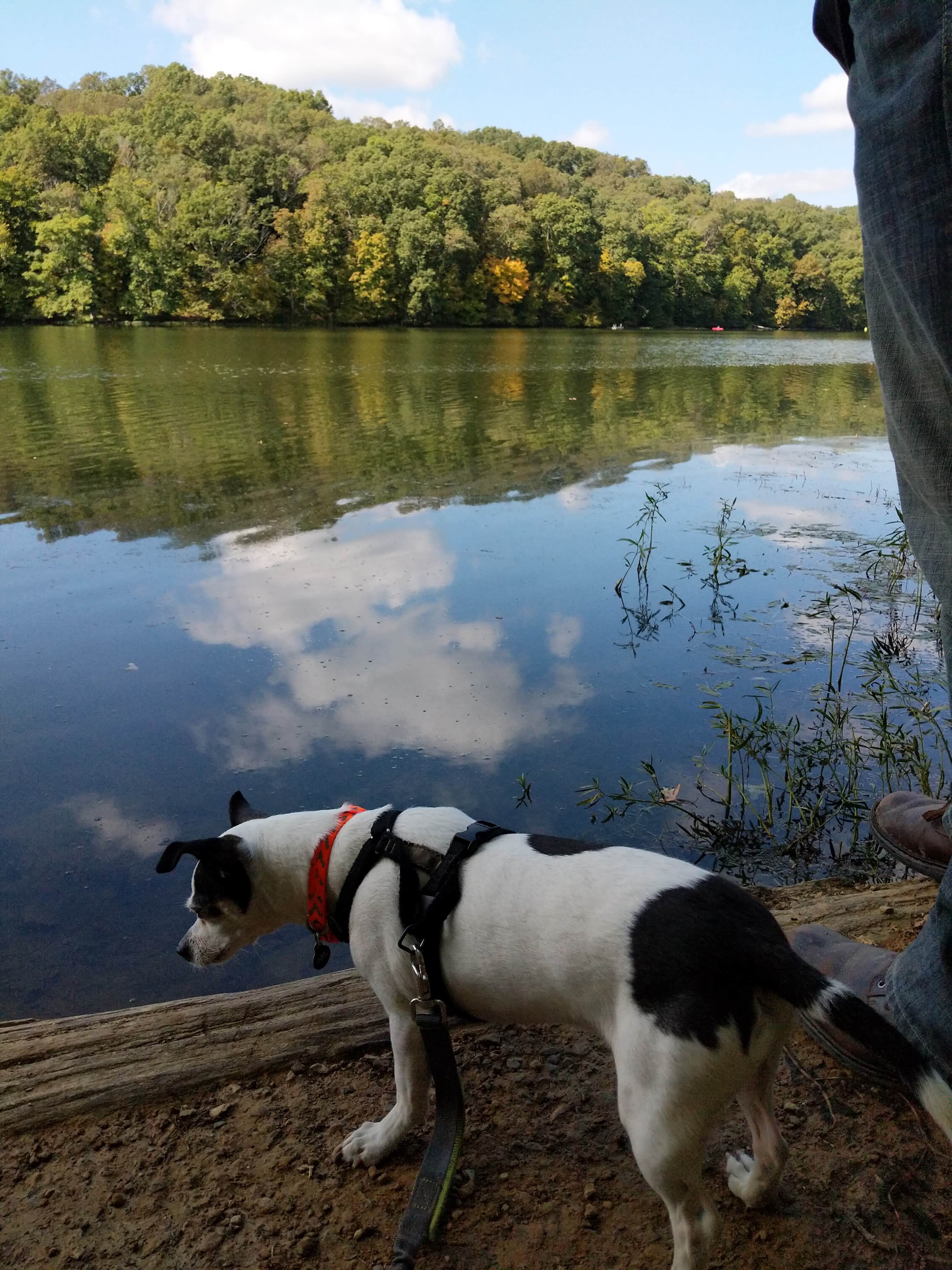 Camper-submitted photo at Yellowwood State Forest near Indianapolis, IN