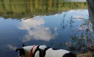 Sammii D.'s photo of camping with pets at Yellowwood State Forest near Waverly, IN