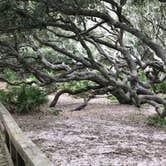 Review photo of Sea Camp Campground — Cumberland Island National Seashore by Angela M., September 25, 2020