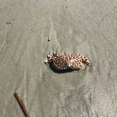 Review photo of Sea Camp Campground — Cumberland Island National Seashore by Angela M., September 25, 2020