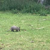 Review photo of Sea Camp Campground — Cumberland Island National Seashore by Angela M., September 25, 2020