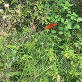 Review photo of Sea Camp Campground — Cumberland Island National Seashore by Angela M., September 25, 2020