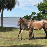 Review photo of Sea Camp Campground — Cumberland Island National Seashore by Angela M., September 25, 2020