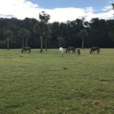 Review photo of Sea Camp Campground — Cumberland Island National Seashore by Angela M., September 25, 2020