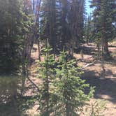 Review photo of Moosehorn Dispersed Camping by Spencer L., September 25, 2020