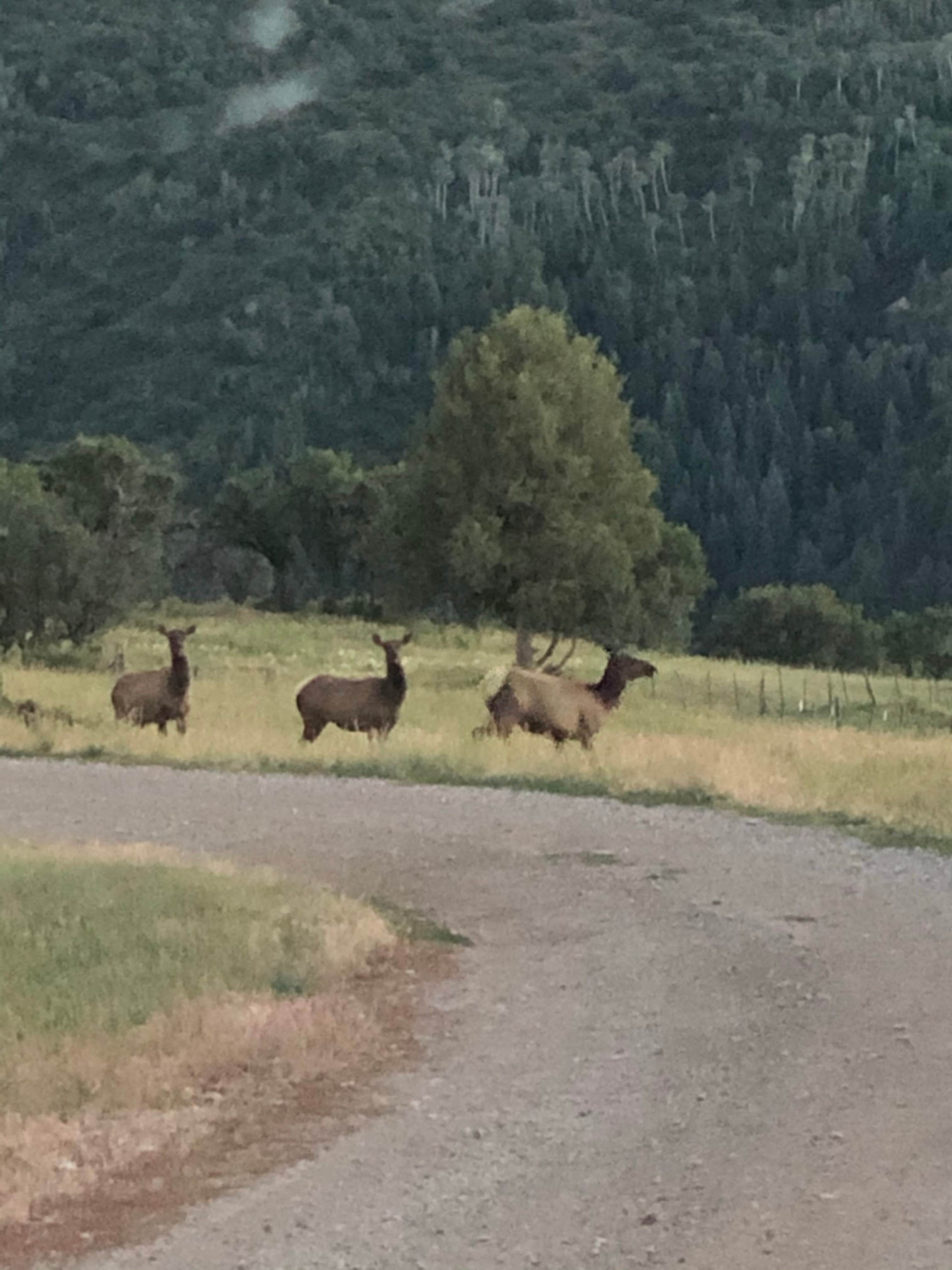 Camper-submitted photo at Paradise Campground and Rentals near Crested Butte, CO