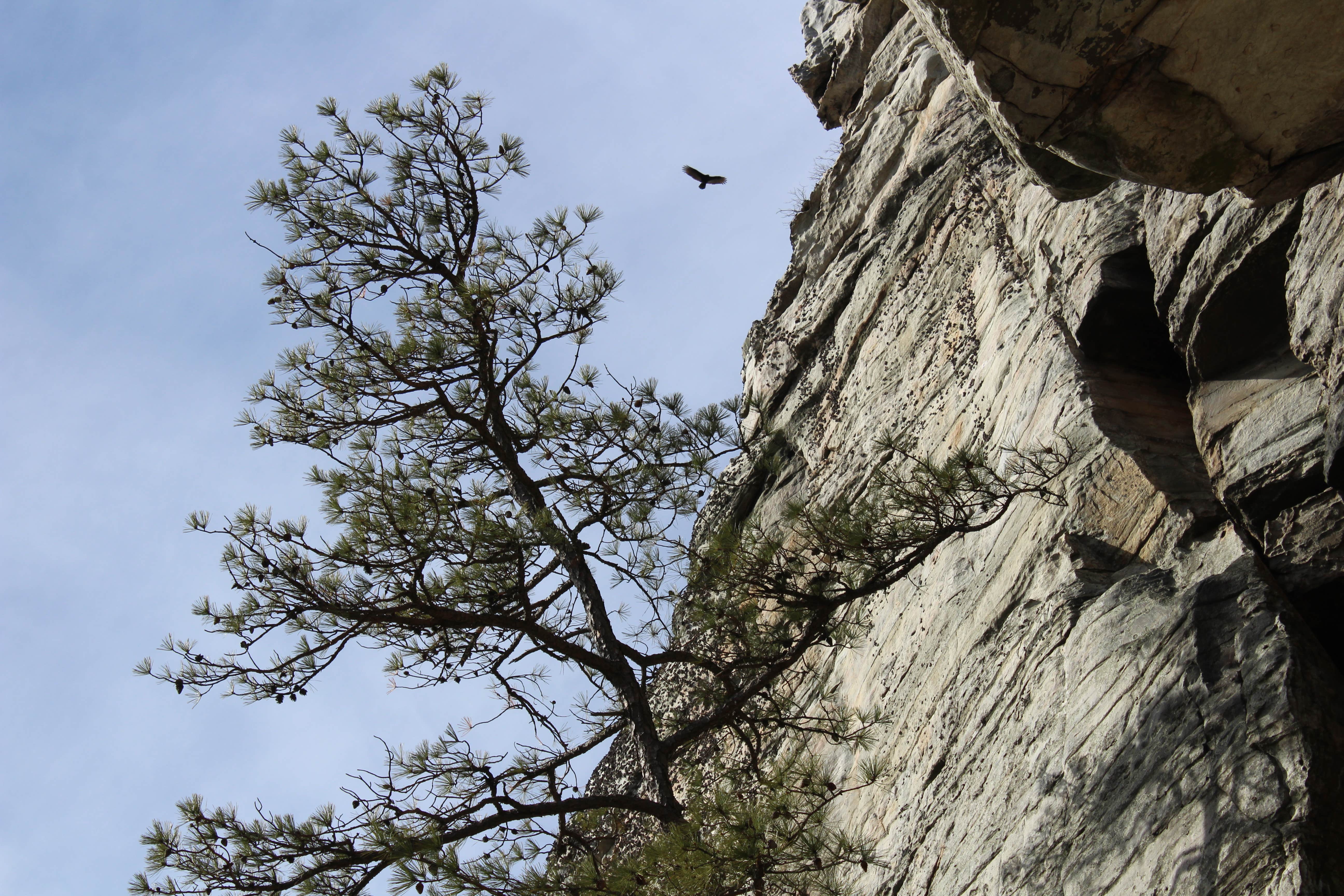 Camper-submitted photo at Pilot Mountain State Park Campground near Eden, NC