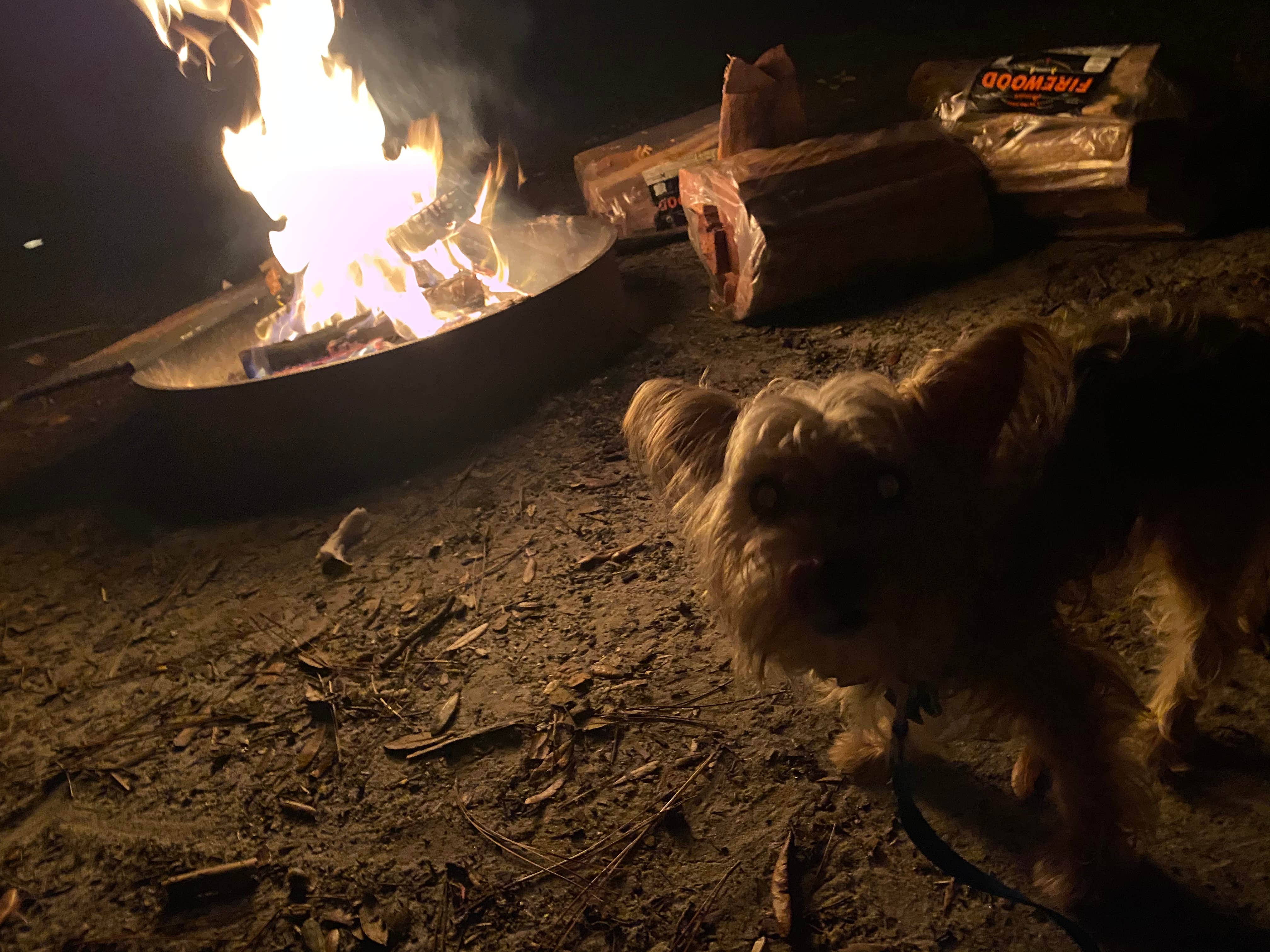 Alyssa D.'s photo of camping with pets at Bennett Field Campground — Tiger Bay State Forest near Deltona, FL